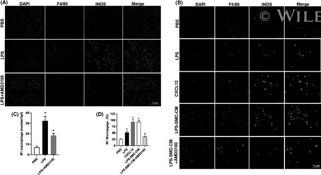 F4/80 Antibody in Immunohistochemistry (Paraffin) (IHC (P))