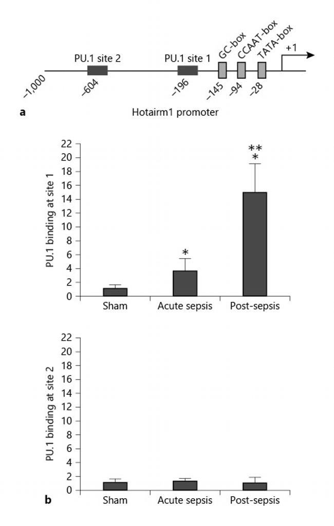 PU.1 Antibody in ChIP Assay (ChIP)