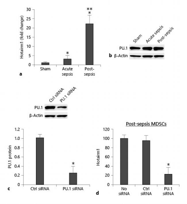 PU.1 Antibody in Western Blot (WB)