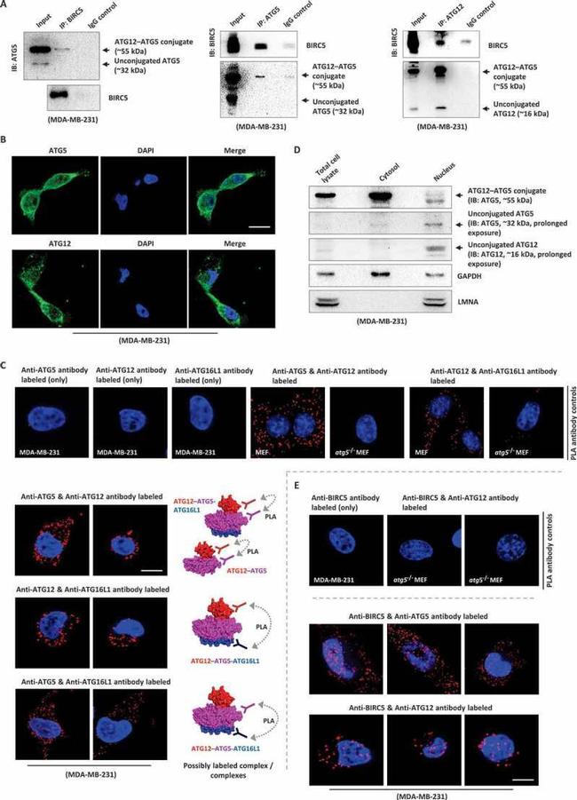 Survivin Antibody in Western Blot, Immunoprecipitation (WB, IP)