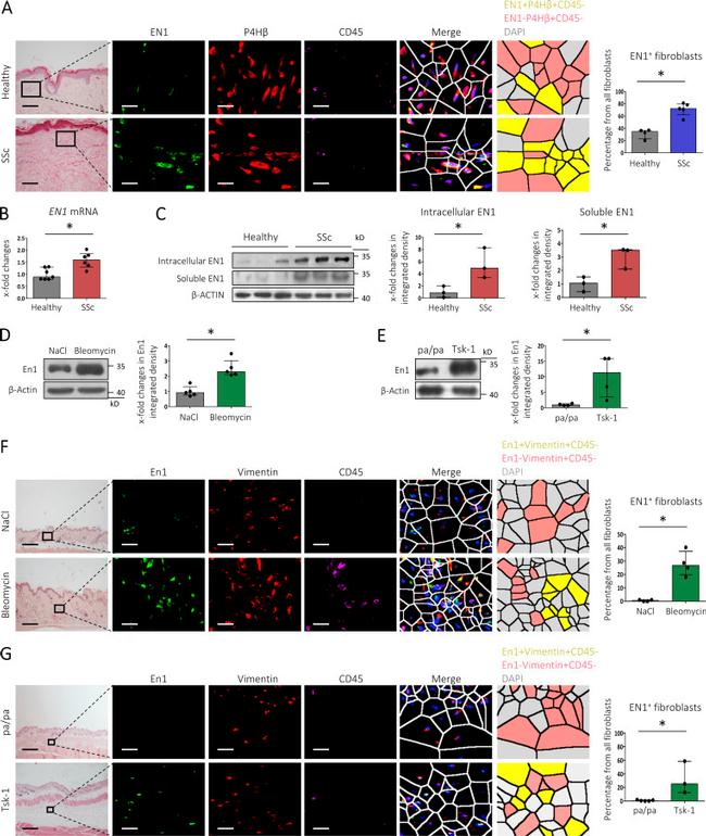 PDI Antibody in Immunohistochemistry (Paraffin) (IHC (P))