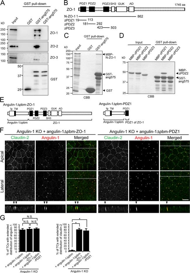 ZO-2 Antibody in Western Blot (WB)