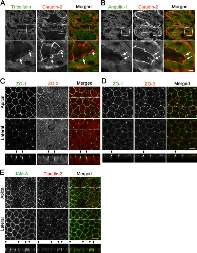 ZO-2 Antibody in Immunocytochemistry, Immunohistochemistry (ICC/IF, IHC)