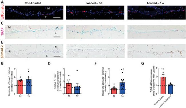 Phospho-SMAD2 (Ser465, Ser467) Antibody in Immunohistochemistry (IHC)