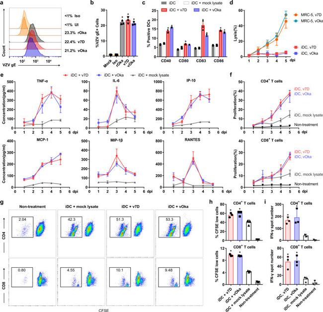 CD86 Antibody in Flow Cytometry (Flow)