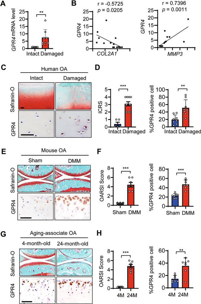 GPR4 Antibody in Immunohistochemistry (IHC)