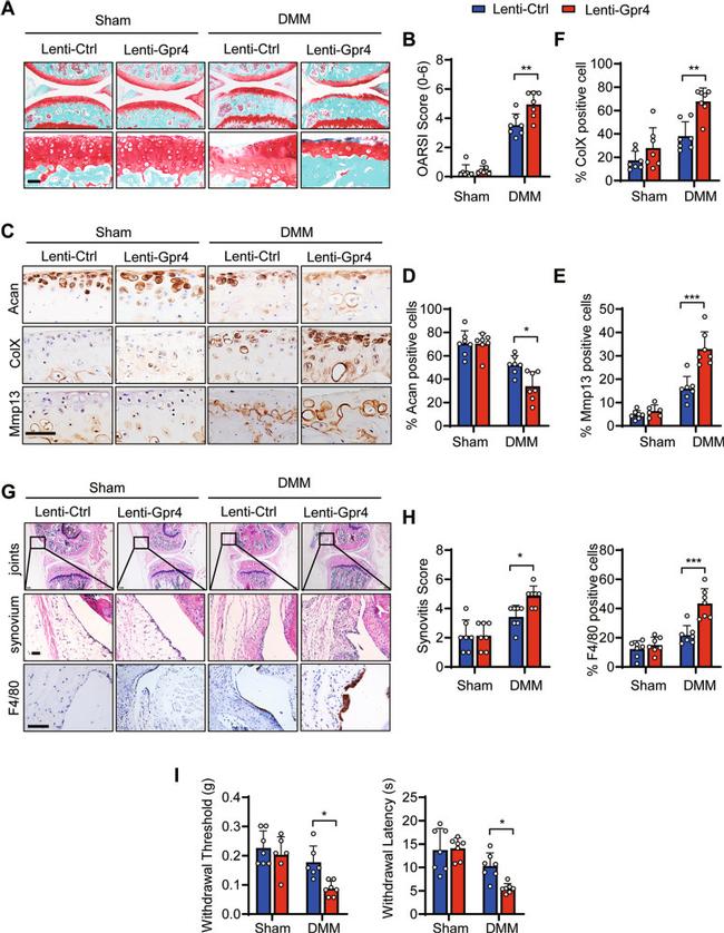 GPR4 Antibody in Immunohistochemistry (IHC)