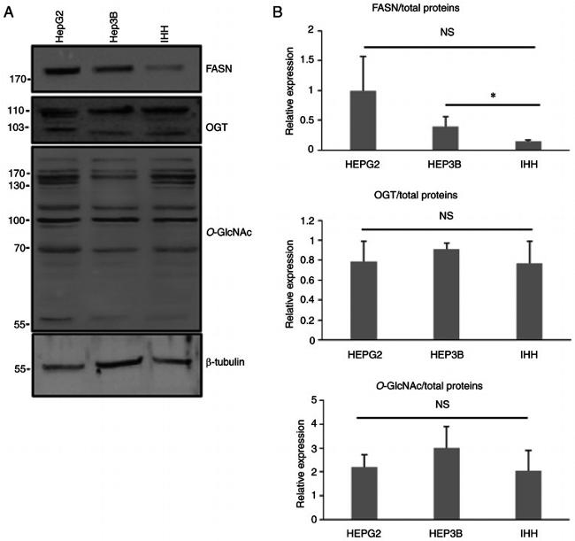 O-linked N-acetylglucosamine (O-GlcNAc) Antibody in Western Blot (WB)