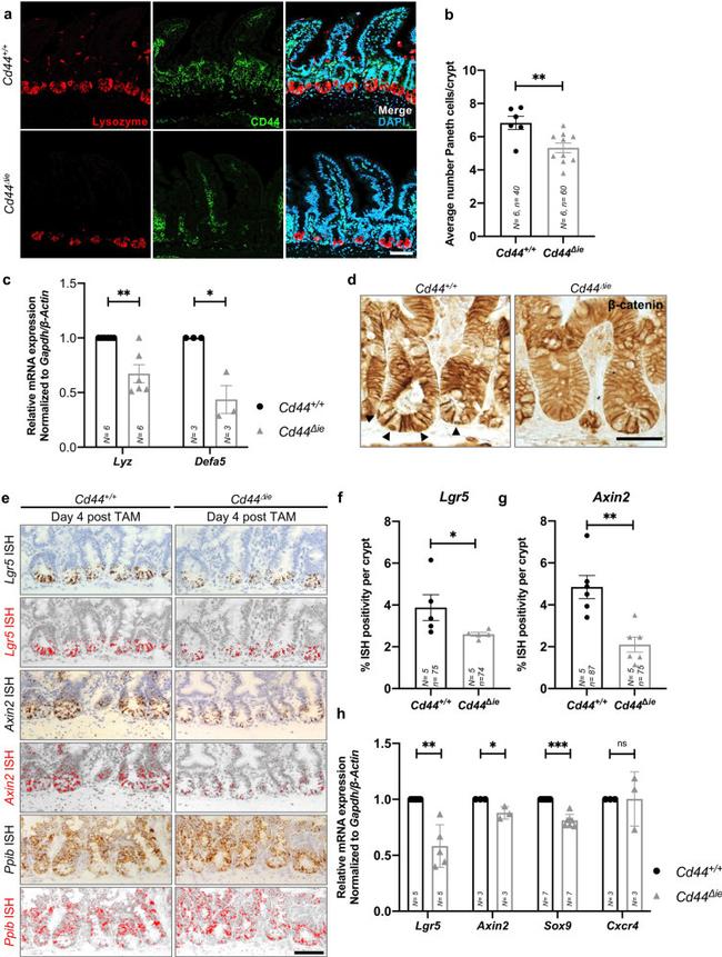 Lysozyme Antibody in Immunohistochemistry (IHC)