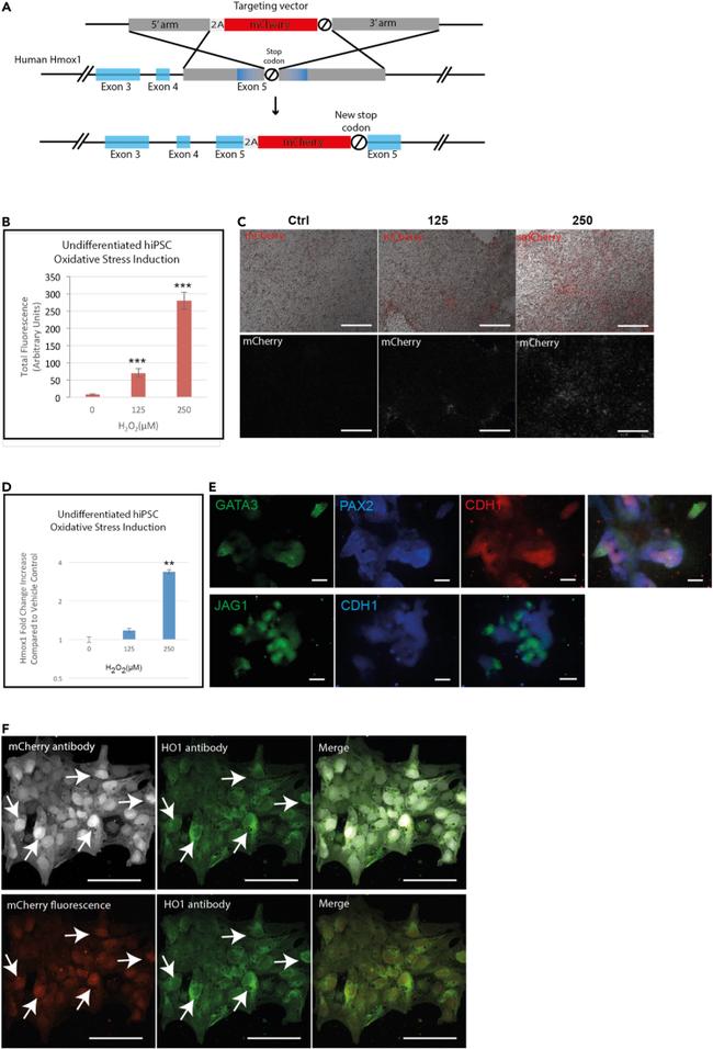 HMOX1 Antibody in Immunocytochemistry (ICC/IF)