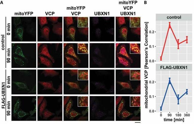 VCP Antibody in Immunocytochemistry (ICC/IF)