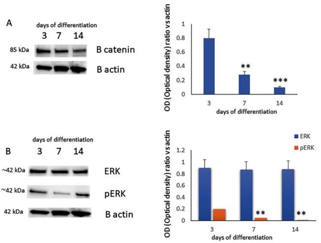 beta Catenin Antibody in Western Blot (WB)