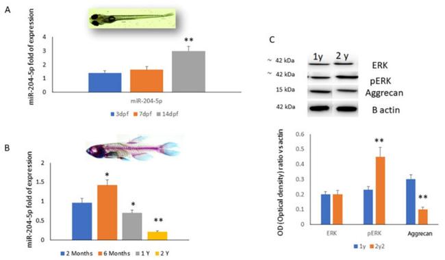 Aggrecan Antibody in Western Blot (WB)