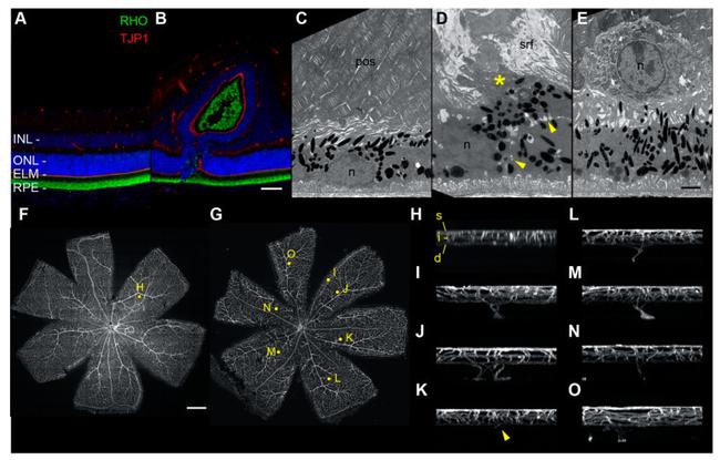 Rhodopsin Antibody in Immunohistochemistry (IHC)