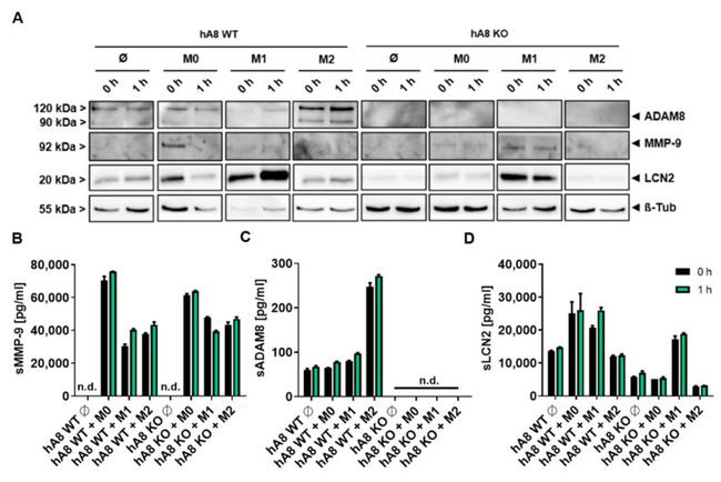 ADAM8 Antibody in Western Blot (WB)