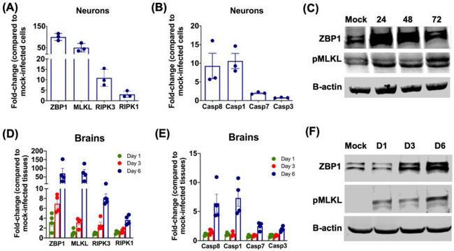 ZBP1 Antibody in Western Blot (WB)