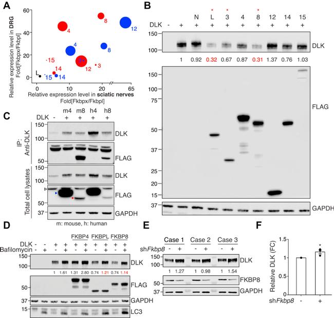 ZPK Antibody in Western Blot, Immunoprecipitation (WB, IP)