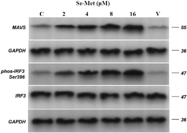 Phospho-IRF3 (Ser396) Antibody in Western Blot (WB)