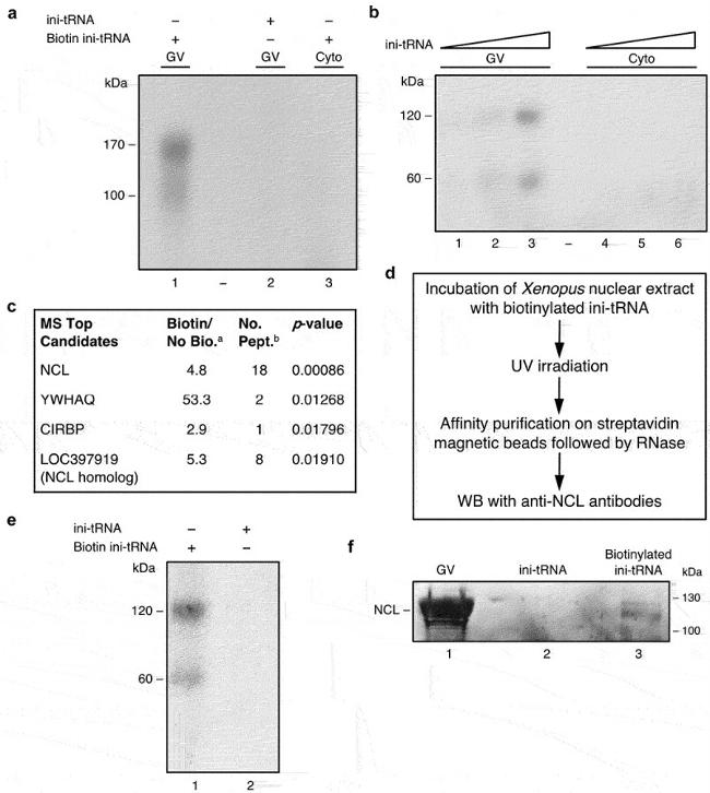 Nucleolin Antibody in Western Blot (WB)