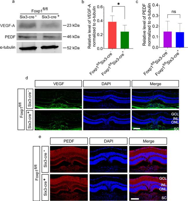 VEGF Antibody in Western Blot, Immunohistochemistry (WB, IHC)