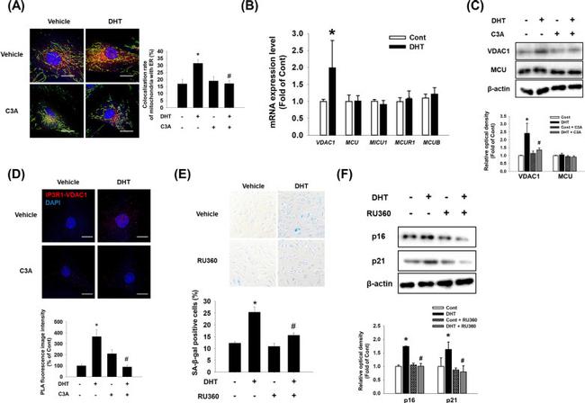 p21 Antibody in Western Blot (WB)