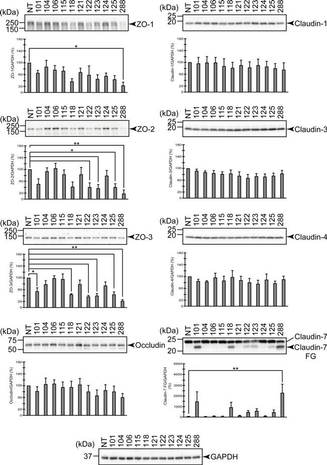 ZO-2 Antibody in Western Blot (WB)