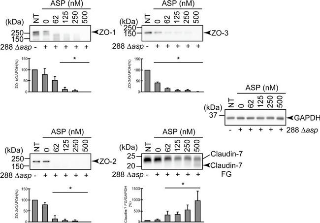 ZO-2 Antibody in Western Blot (WB)