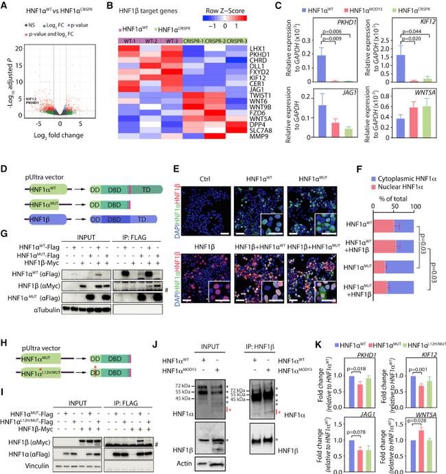 TCF2 Antibody in Immunoprecipitation (IP)