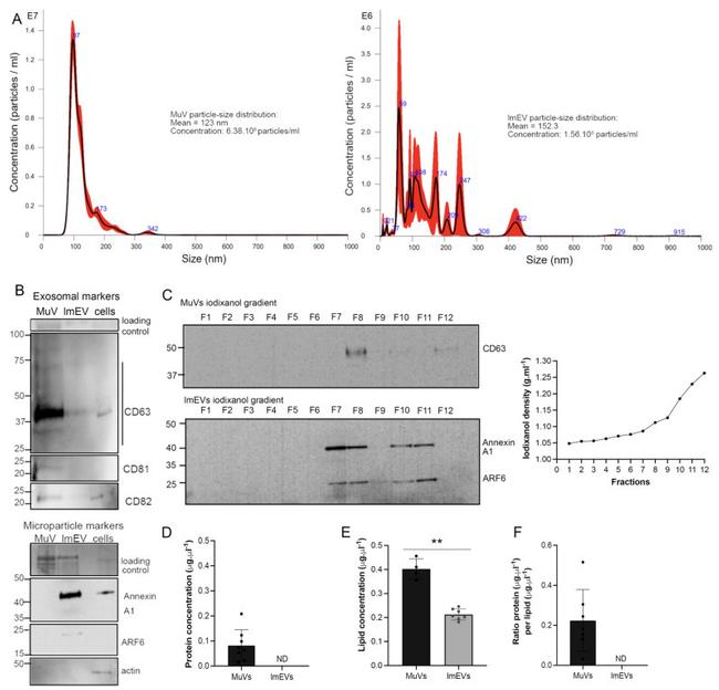 CD82 Antibody in Western Blot (WB)