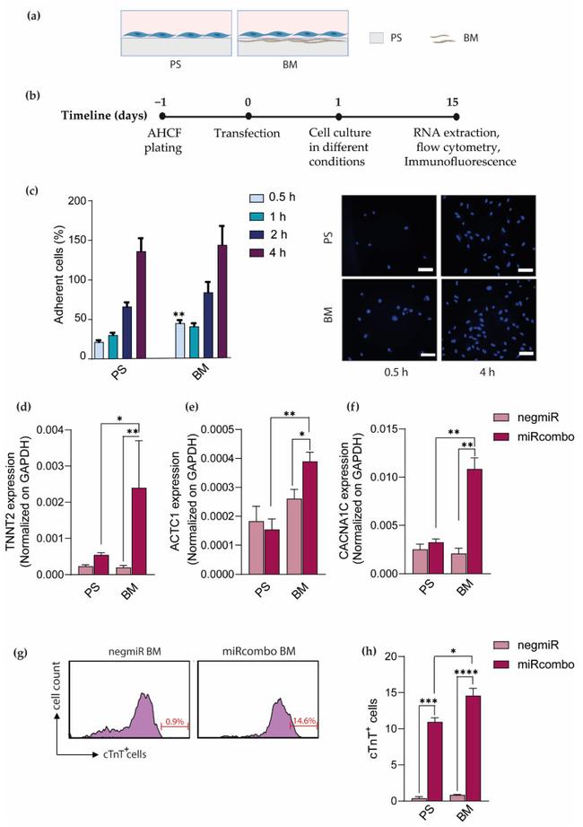 Cardiac Troponin T Antibody in Flow Cytometry (Flow)