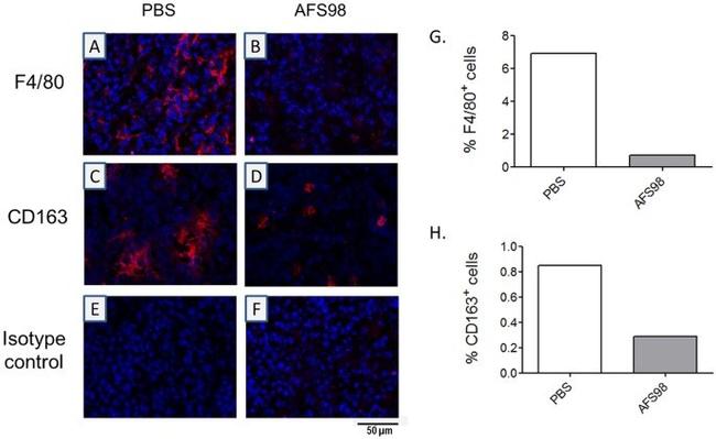 F4/80 Antibody in Immunohistochemistry (Paraffin) (IHC (P))