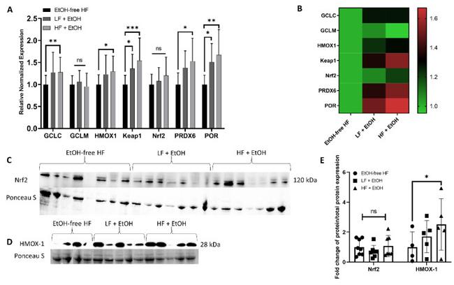 HMOX1 Antibody in Western Blot (WB)