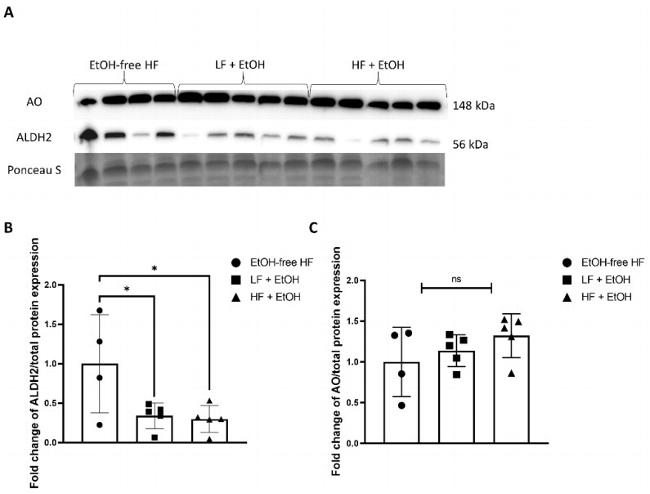 ALDH2 Antibody in Western Blot (WB)