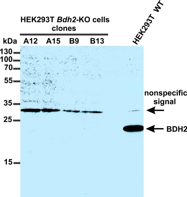 BDH2 Antibody in Western Blot (WB)