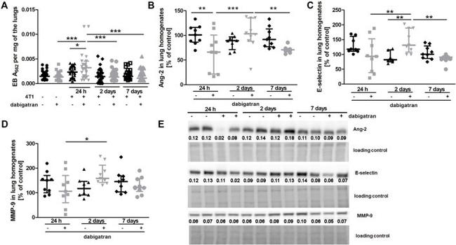 Angiopoietin 2 Antibody in Western Blot (WB)