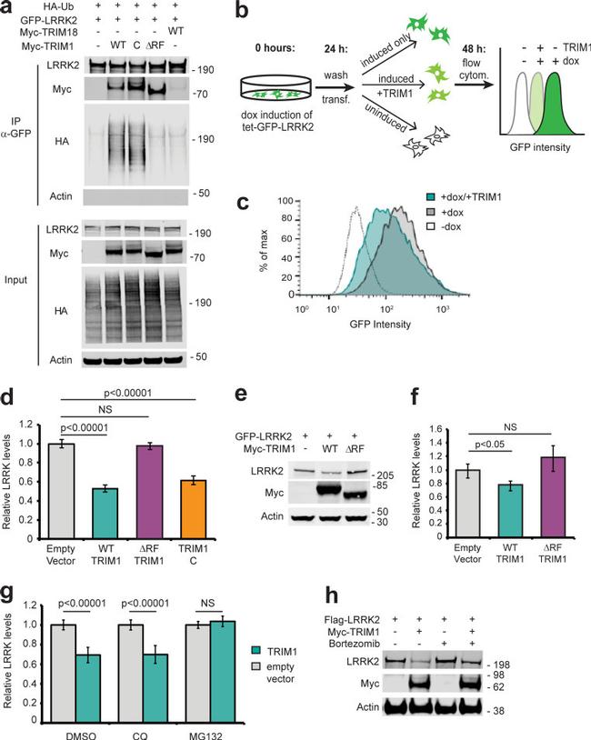 GFP Antibody in Western Blot (WB)