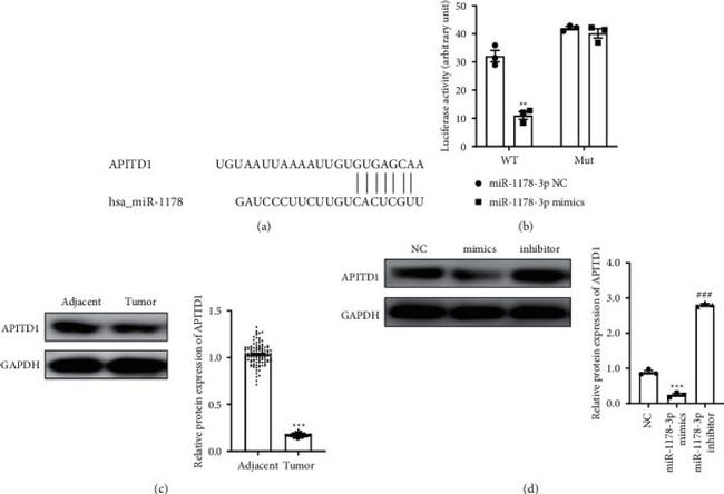 APITD1 Antibody in Western Blot (WB)