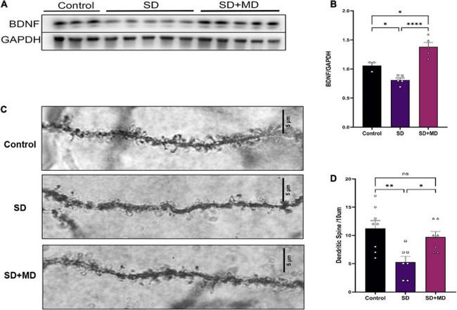 BDNF Antibody in Western Blot (WB)