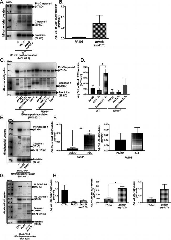 Prohibitin Antibody in Western Blot (WB)