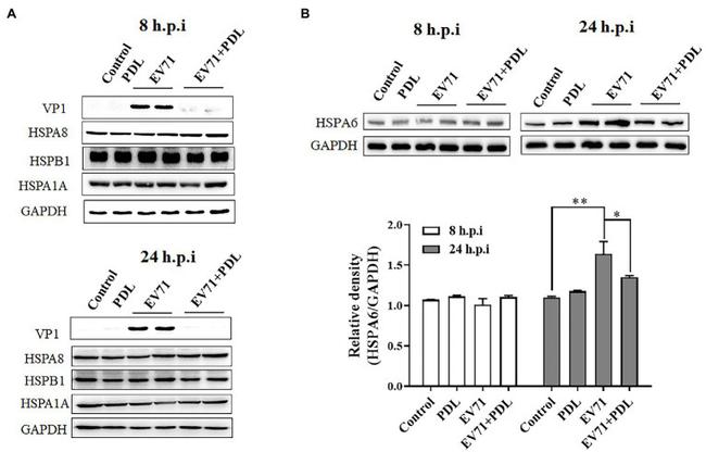 HSC70 Antibody in Western Blot (WB)