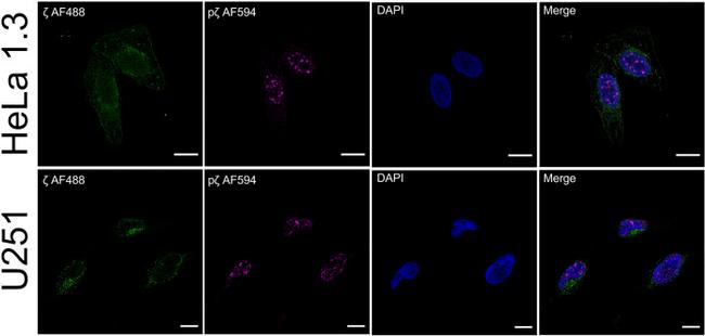 14-3-3 zeta Antibody in Immunocytochemistry (ICC/IF)