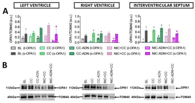 OPA1 Antibody in Western Blot (WB)