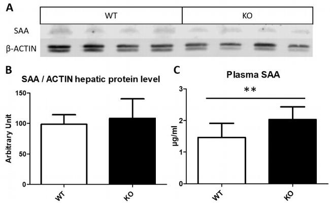 SAA1/SAA2 Antibody in Western Blot (WB)