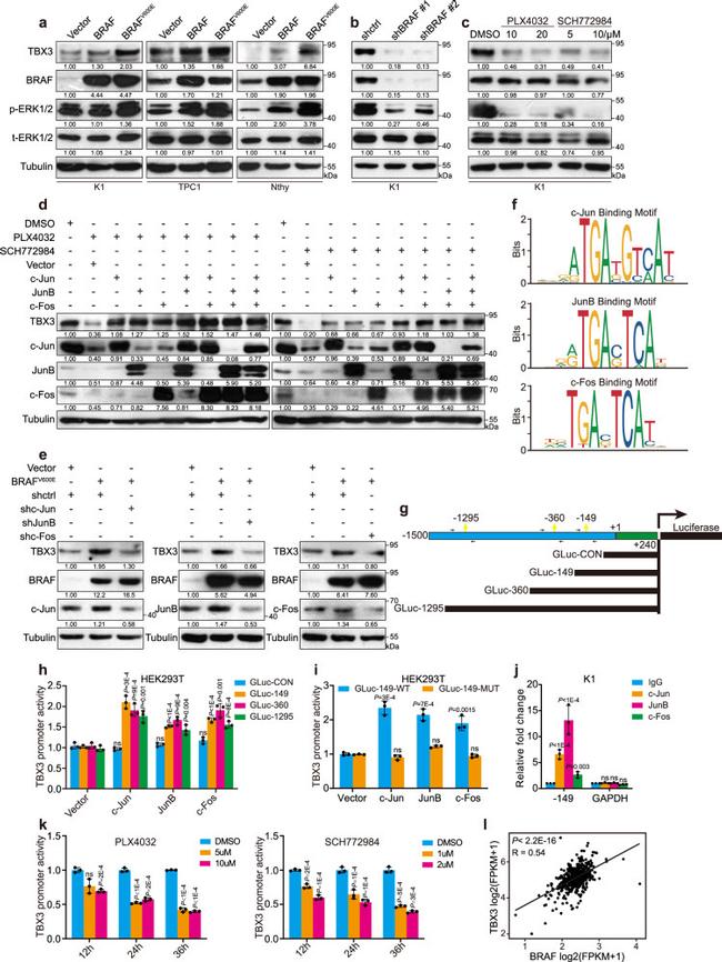 TBX3 Antibody in Western Blot (WB)