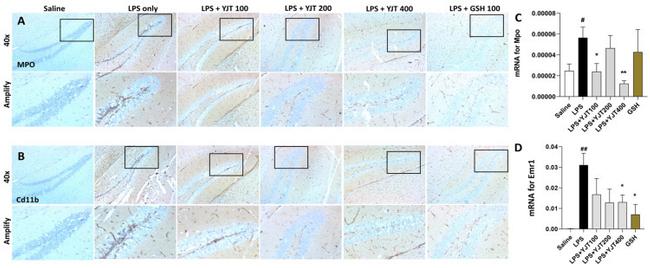 CD11b Antibody in Immunohistochemistry (Paraffin) (IHC (P))