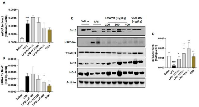 SIRT6 Antibody in Western Blot (WB)