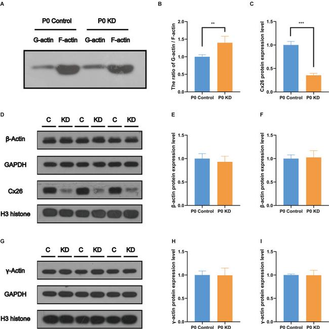 E-cadherin Antibody in Western Blot (WB)