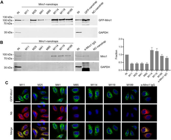 RHOT1 Antibody in Western Blot, Immunoprecipitation (WB, IP)