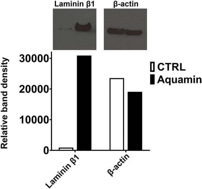 Laminin beta-1 Antibody in Western Blot (WB)