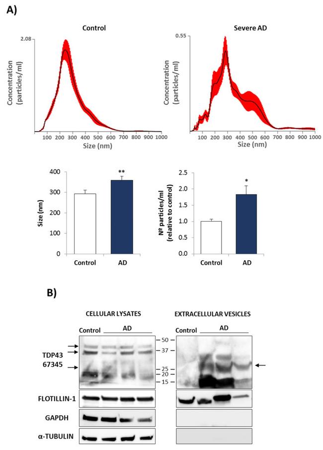 Flotillin 1 Antibody in Western Blot (WB)